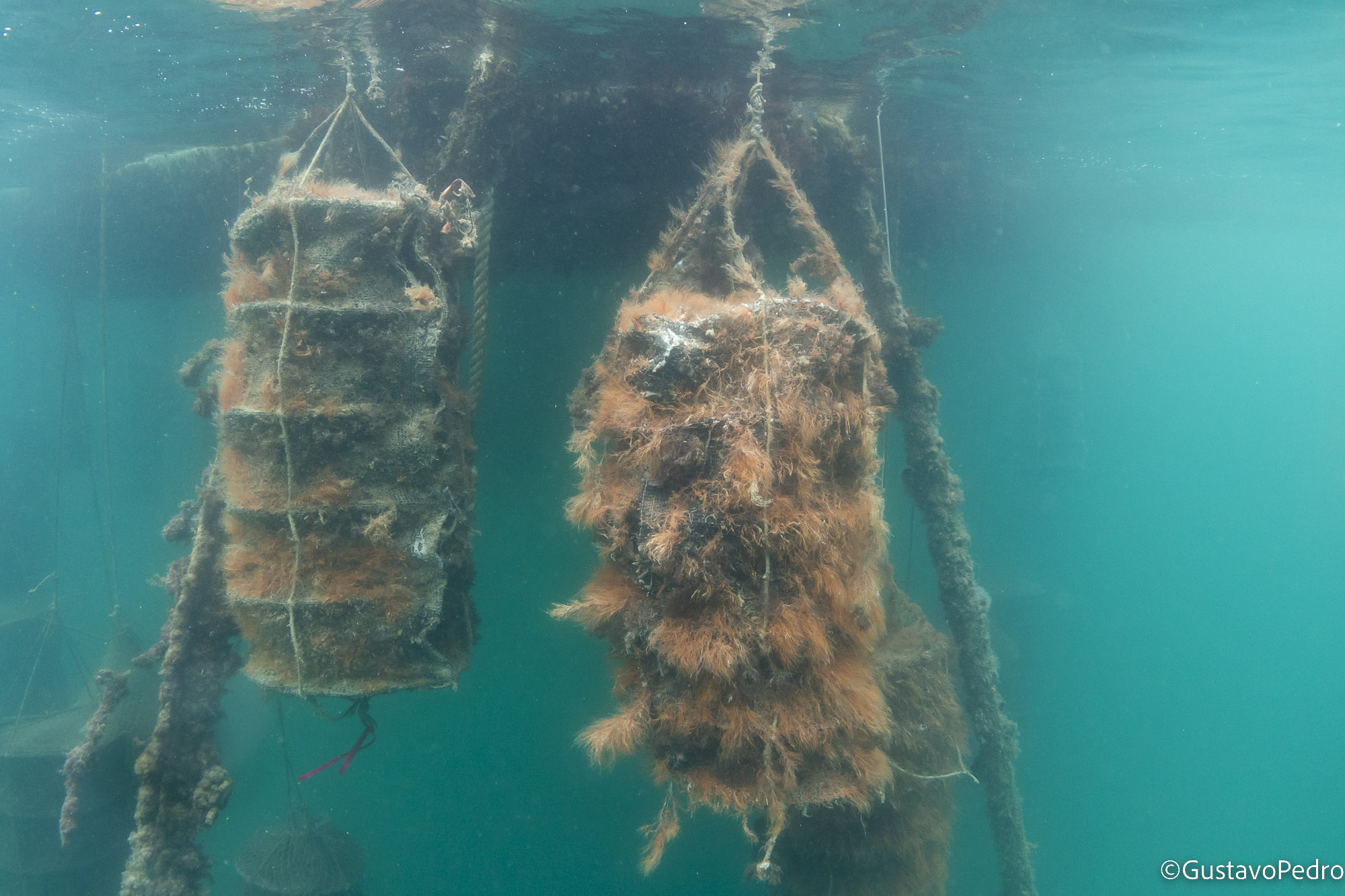 Estruturas submersas da área de Maricultura